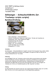 Gelbwangen - Schmuckschildkröte (lat. Trachemys scripta scripta