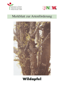 Merkblatt Wildapfel - gaw