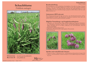 Schachblume - Fritillaria meleagris
