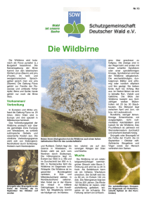 Die Wildbirne - Schutzgemeinschaft Deutscher Wald