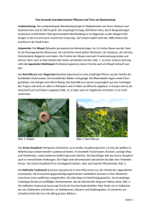 Seite 1 Eine Auswahl charakteristischer Pflanzen und Tiere am
