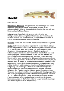 Hecht - 1. Wiener Fischereimuseum