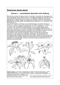 Botanischer Garten aktuell Cornus L. - verschiedene