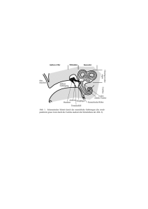 Abb. 1: Schematischer Schnitt durch das menschliche Gehörorgan