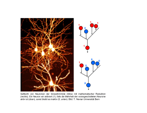 Geflecht von Neuronen der Grosshirnrinde (links) mit