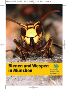 Bienen und Wespen in München - BUND Naturschutz Kreisgruppe