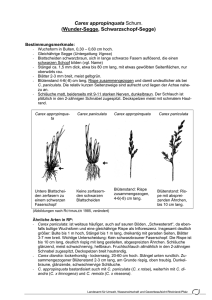 Carex appropinquata Schum. (Wunder-Segge, Schwarzschopf