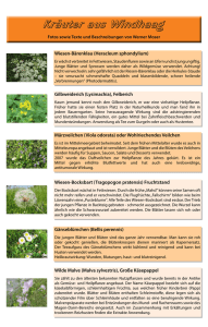 Wiesen-Bärenklau (Heracleum sphondylium) Gilbweiderich