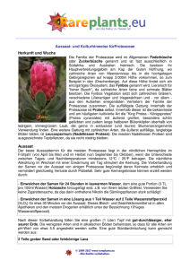 Proteaceae aus Südafrika (Federbüsche