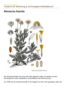 Römische Kamille - Museum für Verhütung und