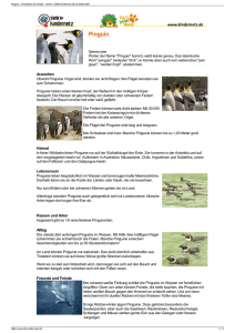 Pinguin | Tierlexikon für Kinder - Archiv | SWR Kindernetz OLI`s