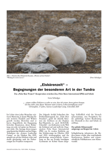 „Eisbärenzeit“ – Begegnungen der besonderen Art in der Tundra