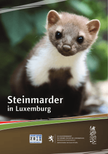 Steinmarder - Portail de l`Environnement