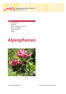 Alpenpflanzen - Projektwochen Berner Oberland