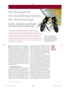 Die Honigbiene: ein Modellorganismus der Neurobiologie