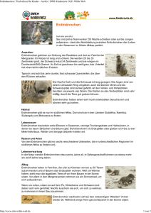 Erdmännchen PDF OLIs Tierlexikon
