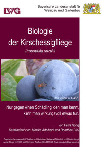 Der Flyer zur Biologie der Kirschessigfliege 365 KB