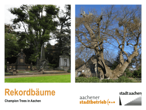 Rekordbäume/Champion Trees in Aachen