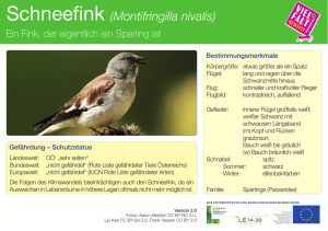 Schneefink (Montifringilla nivalis)