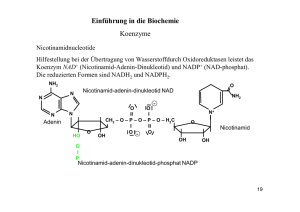 Einführung in die Biochemie Koenzyme