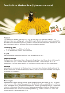 Informationen  - Wildbiene + Partner