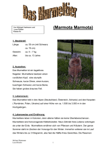 Das Murmeltier (Marmota Marmota)