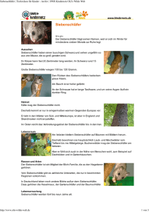 Siebenschläfer PDF OLIs Tierlexikon