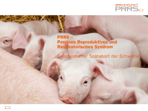 PRRS – Porcines Reproduktives und Respiratorisches Syndrom