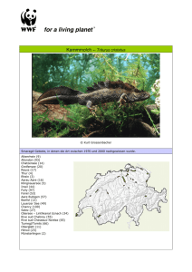 Beschreibung Kammmolch - Triturus cristatus, WWF