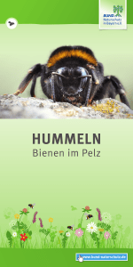 Hummeln &ndash; Bienen im Pelz