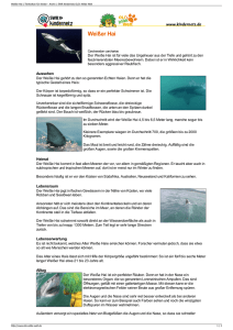 Weißer Hai PDF OLIs Tierlexikon