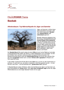 Baobab - PaläoPower