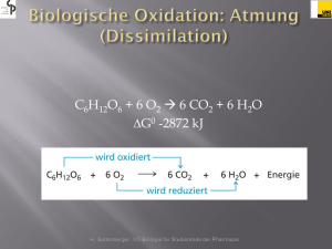oxidative Phosphorylierung