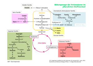 Bildungswege der Aminosäuren im pflanzlichen Stoffwechsel