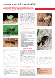 Ameisen – nützlich oder schädlich? - BLD
