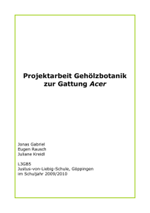 Projektarbeit Gehölzbotanik zur Gattung Acer - Justus-Von