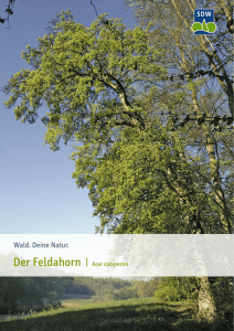 Der Feldahorn | Acer campestre - Schutzgemeinschaft Deutscher Wald