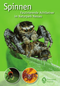 Spinnen - Naturpark Nassau