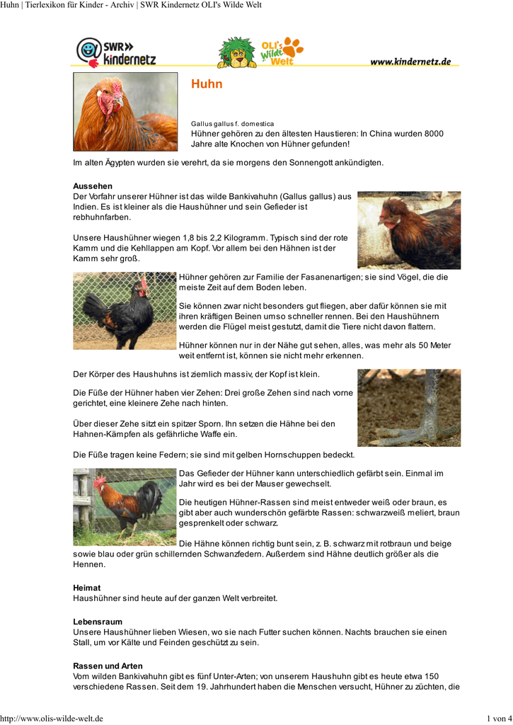 Huhn Pdf Olis Tierlexikon