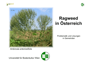Common Ragweed Ambrosia artemisiifolia
