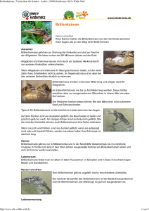 Brillenkaiman PDF OLIs Tierlexikon