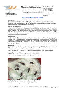 Die Esskastanien-Gallwespe Pflanzenschutzinformation