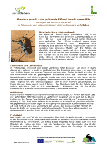 Alpenbock gesucht - eine gefährdete Käferart braucht unsere Hilfe