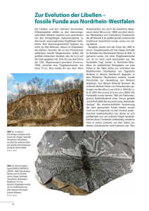 Zur Evolution der Libellen – fossile Funde aus Nordrhein