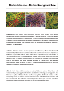 Berberidaceae - Berberitzengewächse