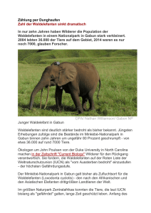 Zahl der Waldelefanten sinkt dramatisch