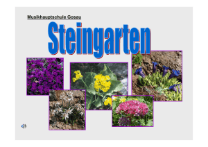 Steingarten 2004_Projektbericht