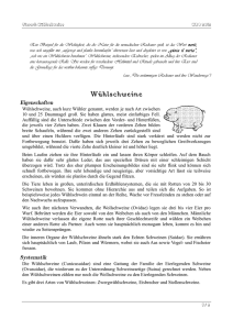 WBO 2012 - Tierart: Wühlschweine