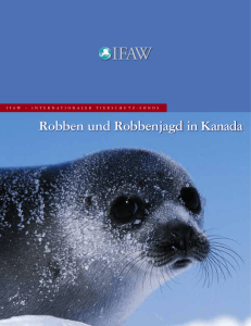Robben und Robbenjagd in Kanada - International Fund for Animal