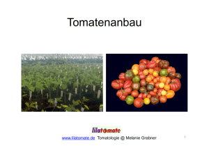 Tomatenliebe Tomatenanbau und